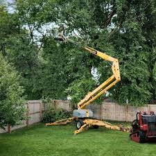 Best Tree and Shrub Care  in Lovington, NM